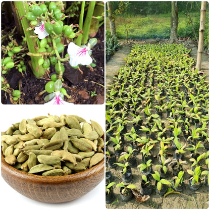 Cardamom (Elaichi) Live Plant | Healthy Aromatic Spice Plant for Home Garden & Kitchen Gardening | Shade Loving, Easy to Grow | Ideal for Pots, Balcony & Outdoor | Fresh Green Plant | Pack of 1