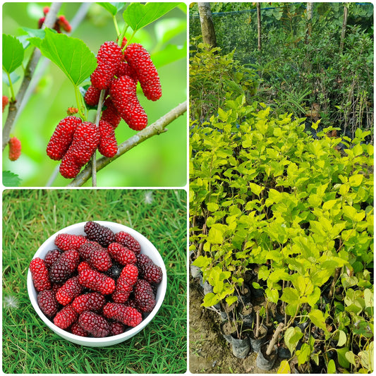 BloomTopia Premium Hybrid Mulberry (Shahtoot) Live Fruit Plant | Rare Long, Thick & Juicy Deep Red Fruits | Super High Yield, Fast Growing Hardy Plant | Ideal for Pot & Outdoor Planting (All-Time Fruiting)
