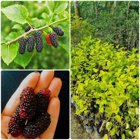 Mulberry fruit and nursery plant collage.