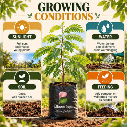 Sunlight, water, soil and feeding guide for Tamarind (Imli/Tetul).