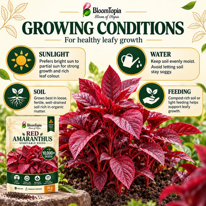 Red amaranthus sunlight, watering, soil and feeding guide.