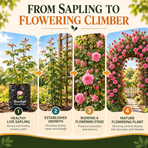Illustrated growth stages for Pure Pink Climbing Rose, from young plant to mature growth.
