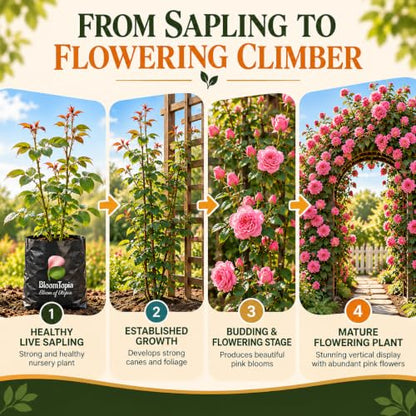 Illustrated growth stages for Pure Pink Climbing Rose, from young plant to mature growth.
