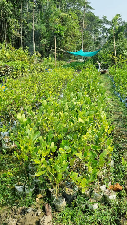 Young citrus plants growing in nursery bags.