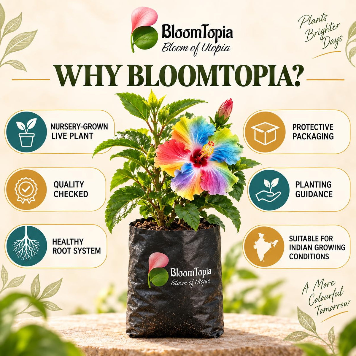 BloomTopia plant-handling and brand-information panel featuring Hibiscus.