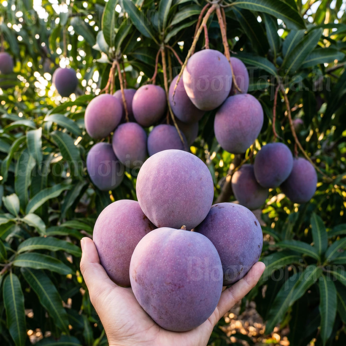 Dark-coloured mango fruits on a tree.