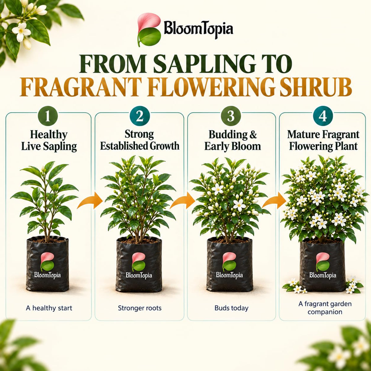 Illustrated growth stages for Madhukamini Fragrant, from young plant to mature growth.