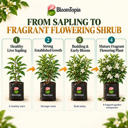 Illustrated growth stages for Madhukamini Fragrant, from young plant to mature growth.