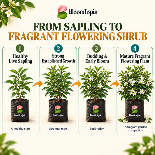 Illustrated growth stages for Madhukamini Fragrant, from young plant to mature growth.