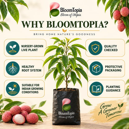 BloomTopia plant-handling and brand-information panel featuring Muzaffarpur Shahi Litchi.