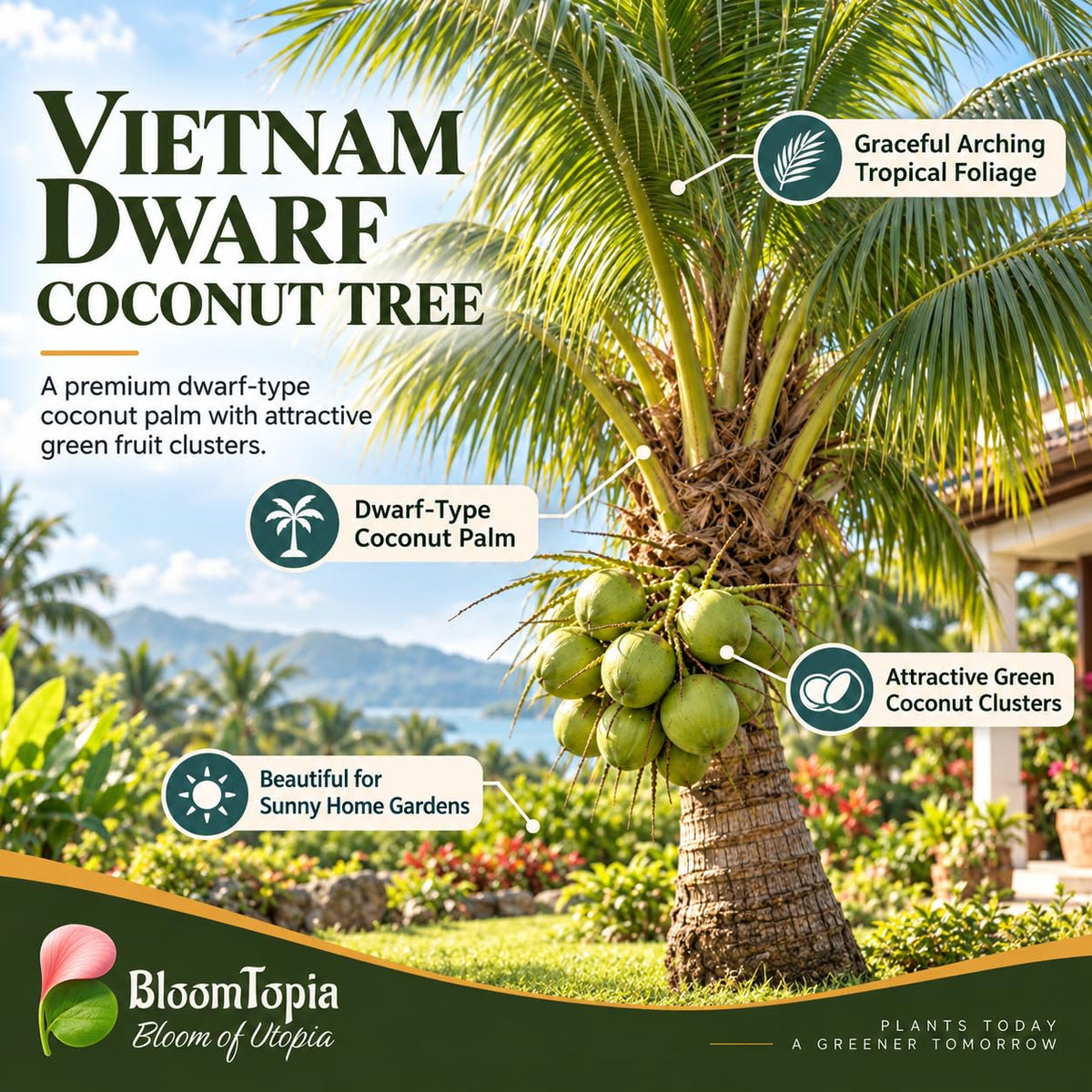 Vietnam dwarf coconut plant and fruit features illustration.