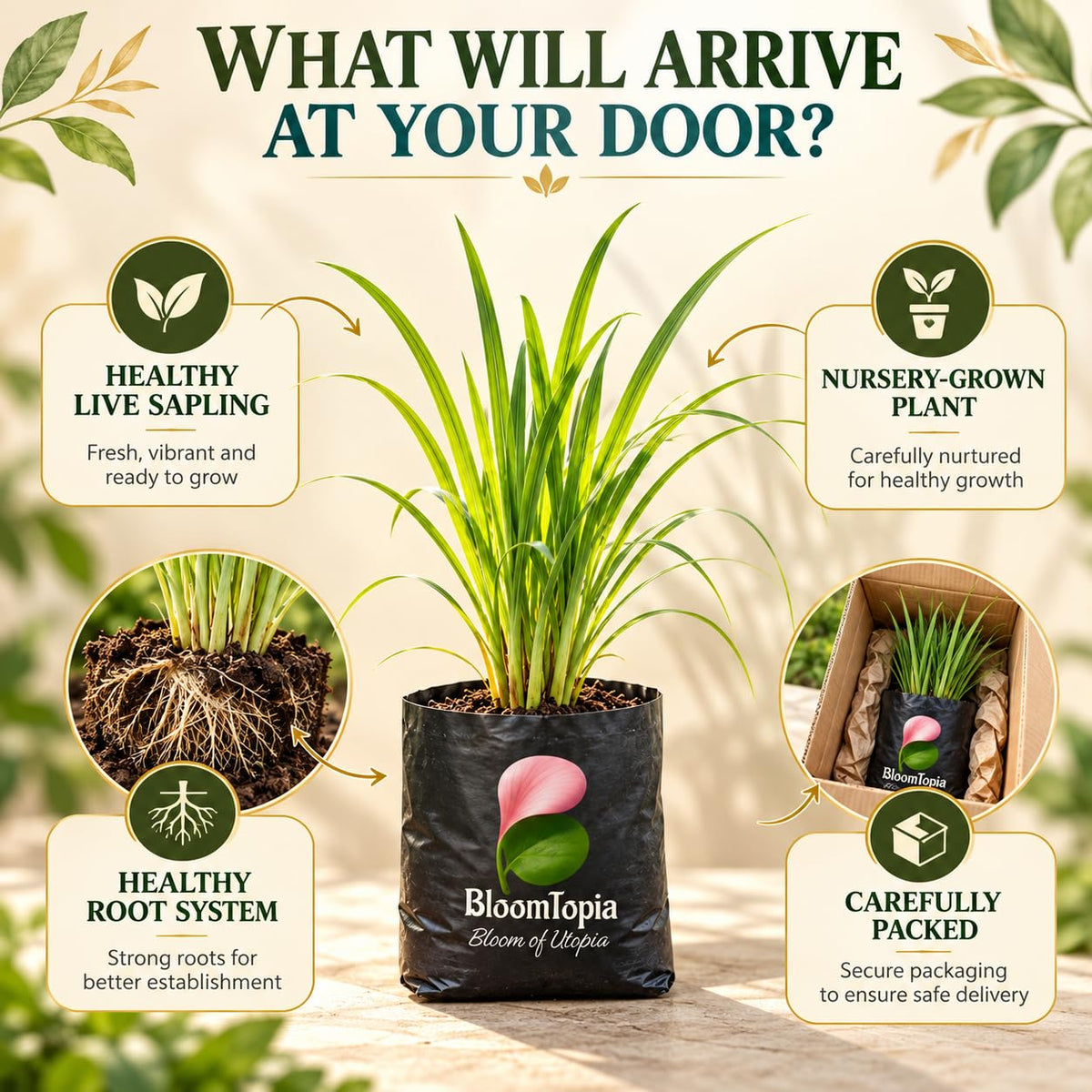 Illustrated plant, root close-ups and pack-presentation panel for Lemongrass.