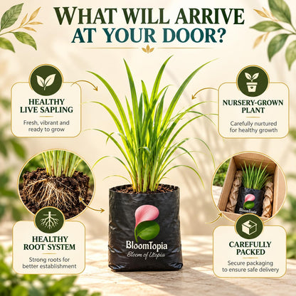 Illustrated plant, root close-ups and pack-presentation panel for Lemongrass.