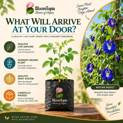 Illustrated plant, root close-ups and pack-presentation panel for Blue Aparajita.