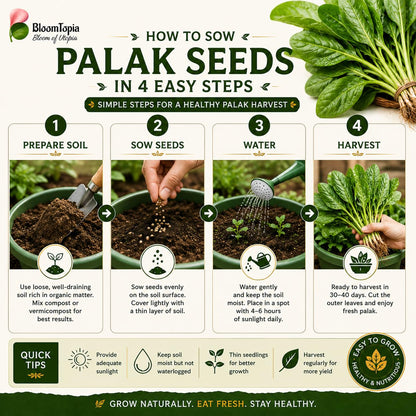 Four-step palak spinach seed sowing guide.