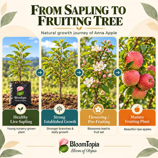 Illustrated growth stages for Anna Apple, from young plant to mature growth.
