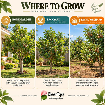 Illustrated growing locations for Hybrid Chiku Sapodilla.