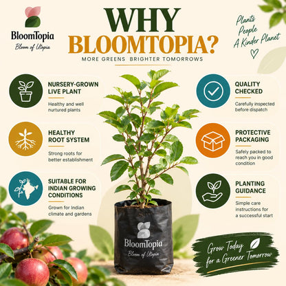 BloomTopia plant-handling and brand-information panel featuring Ball Sundari Apple Ber Fruit.