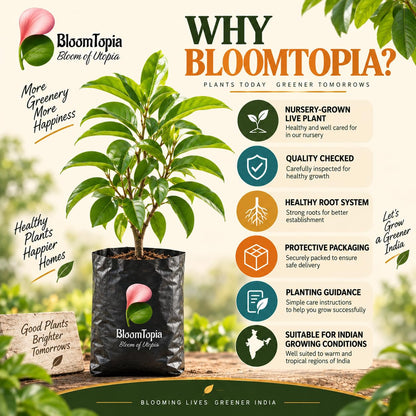 BloomTopia plant-handling and brand-information panel featuring Soursop.