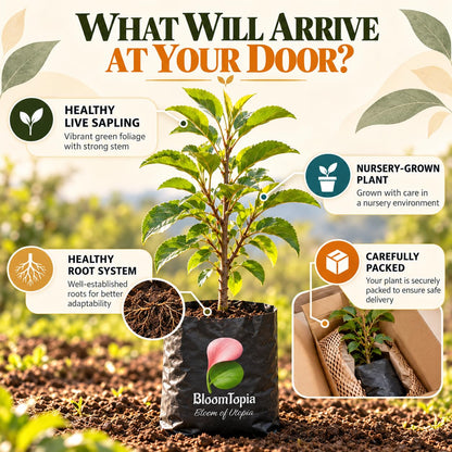Illustrated plant, root close-ups and pack-presentation panel for Anna Apple.