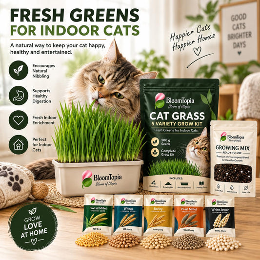 Cat grass, seed packs and a cat beside the growing kit.