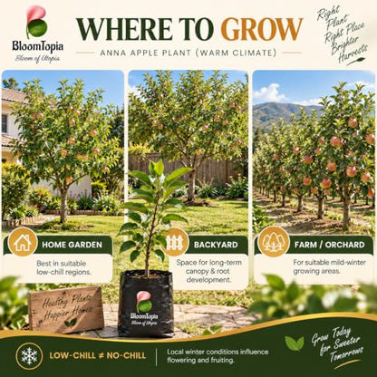 Illustrated growing locations for Anna Apple.
