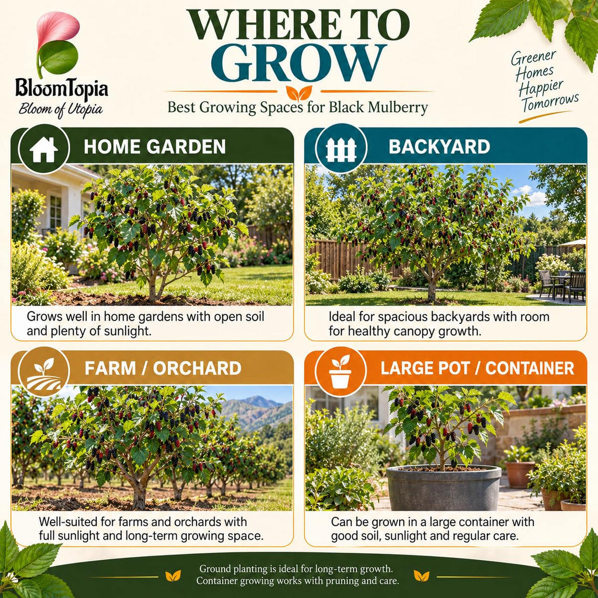 Illustrated growing locations for Black Mulberry Shahtoot.