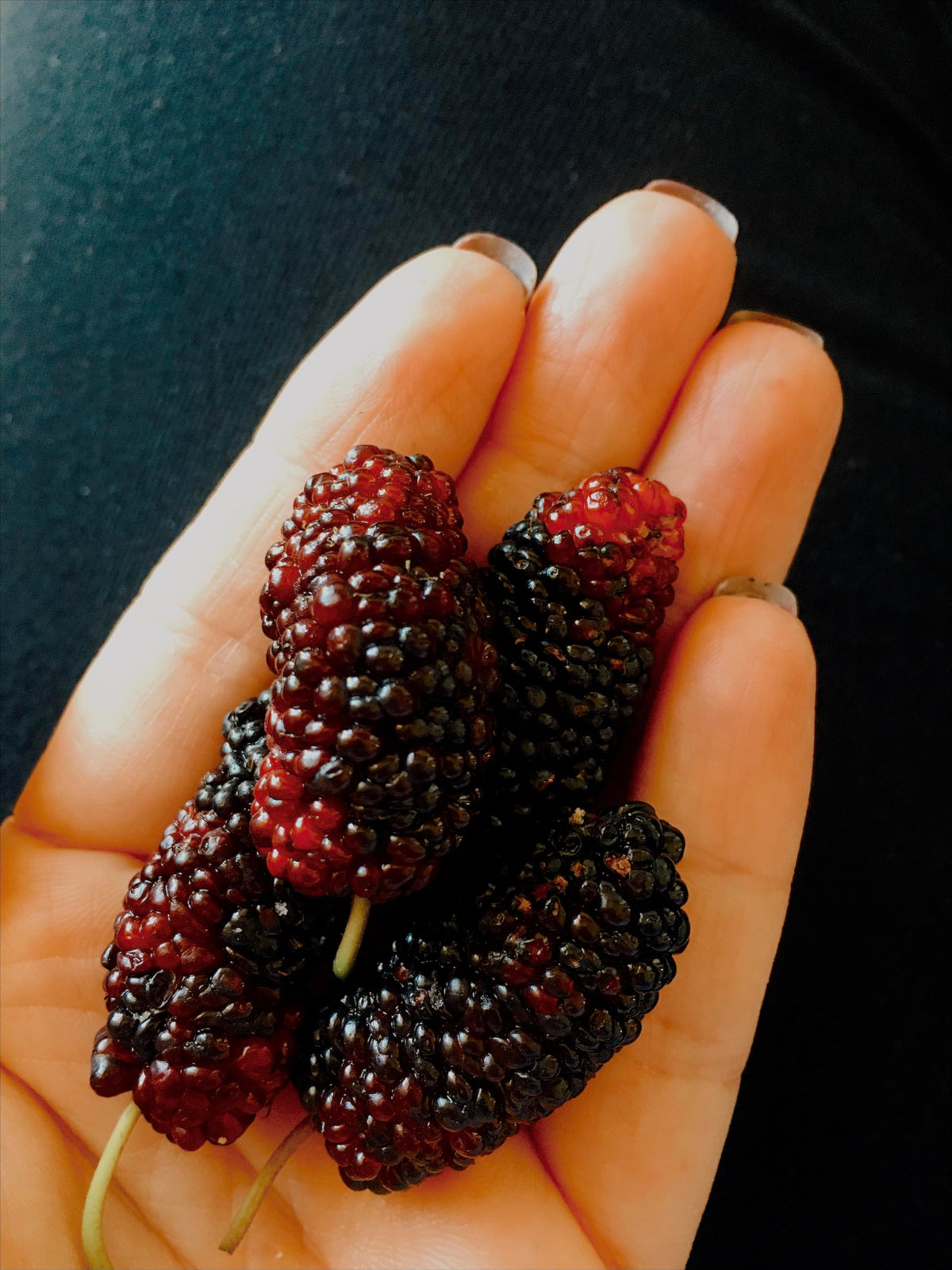 Hand holding harvested mulberries.
