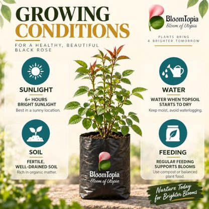 Sunlight, water, soil and feeding guide for Dark Burgundy Rose.