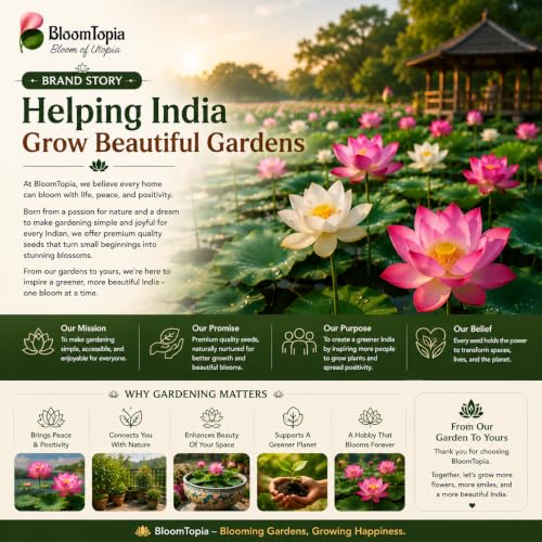 Outdoor lotus pond and brand-information illustration.