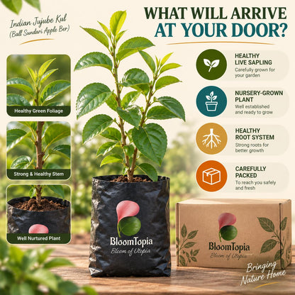 Illustrated plant, root close-ups and pack-presentation panel for Ball Sundari Apple Ber.