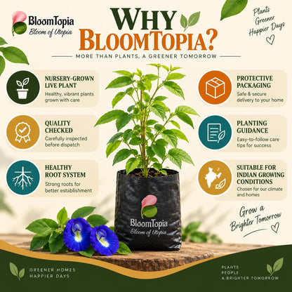 BloomTopia plant-handling and brand-information panel featuring Aparajita.