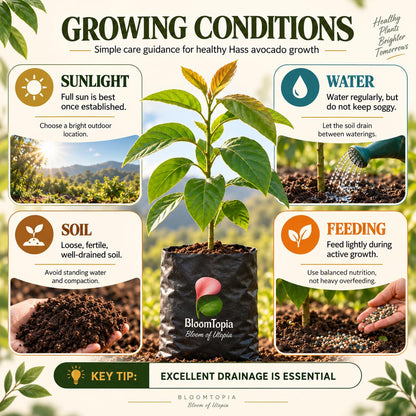 Sunlight, water, soil and feeding guide for Hass Avocado.