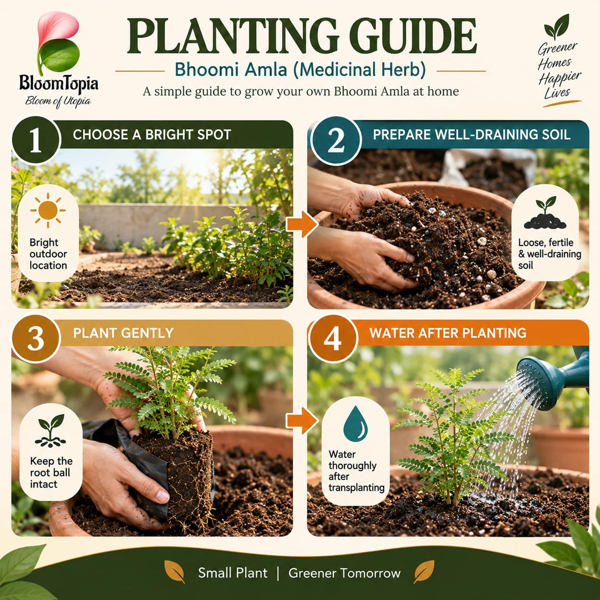 Step-by-step planting illustration for Bhoomi Amla.
