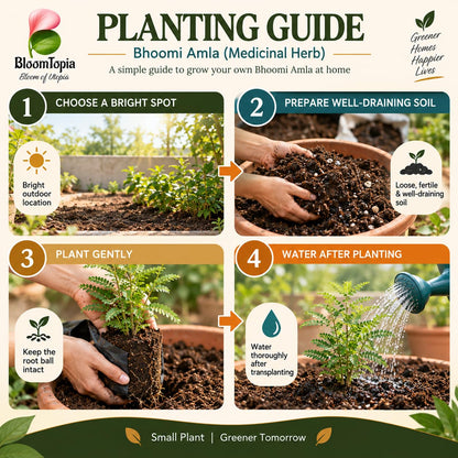 Step-by-step planting illustration for Bhoomi Amla.