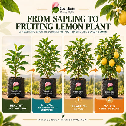 Illustrated growth stages for Hybrid All-Season Lemon, from young plant to mature growth.