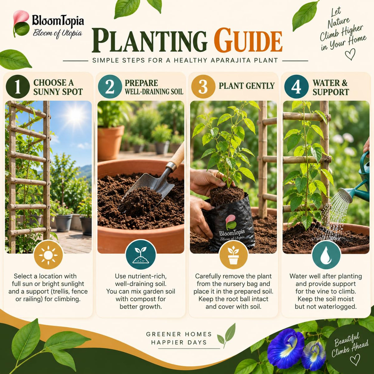 Step-by-step planting illustration for Aparajita.