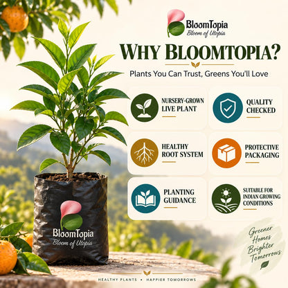 BloomTopia plant-handling and brand-information panel featuring Darjeeling Orange.