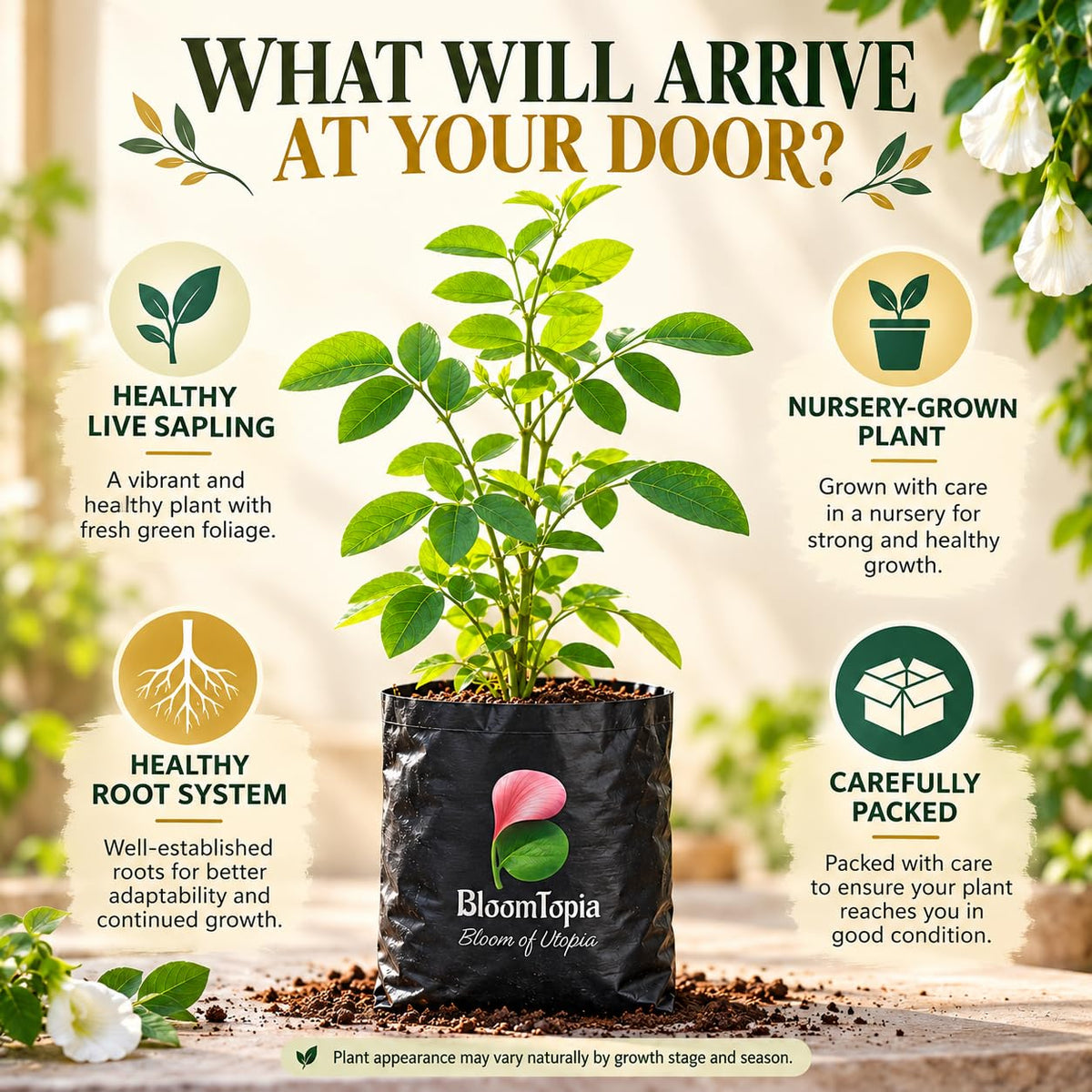Illustrated plant, root close-ups and pack-presentation panel for White Aparajita.