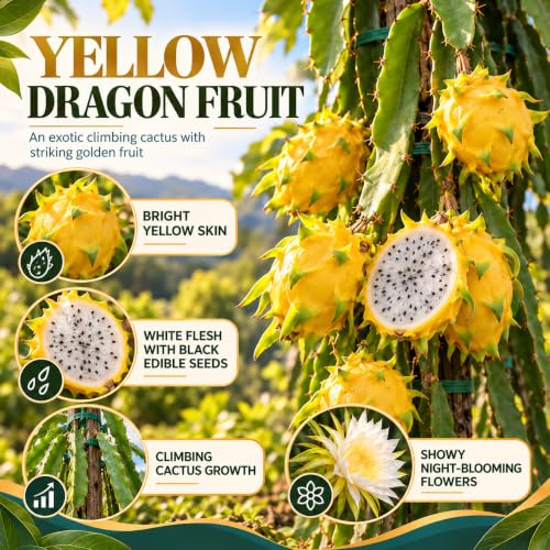 Illustration of mature Yellow Dragon Fruit features with variety callouts.