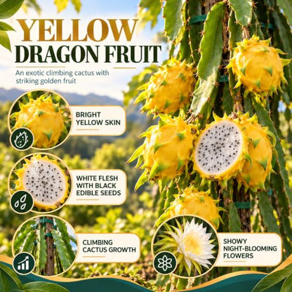 Illustration of mature Yellow Dragon Fruit features with variety callouts.