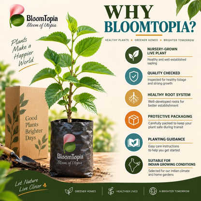 BloomTopia plant-handling and brand-information panel featuring Chiang Mai 60 Mulberry.