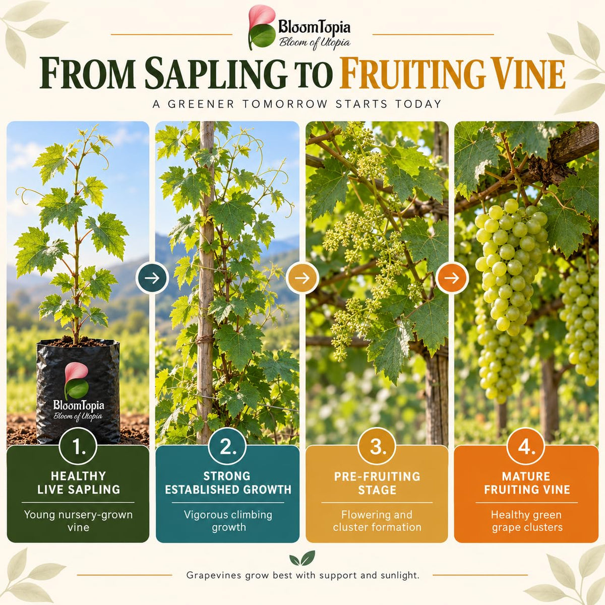 Illustrated growth stages for Green Grapes (Angur) Vine, from young plant to mature growth.