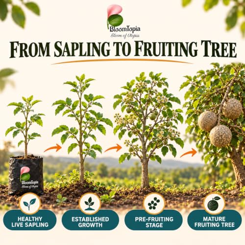 Illustrated growth stages for Kodbel Wood Apple, from young plant to mature growth.