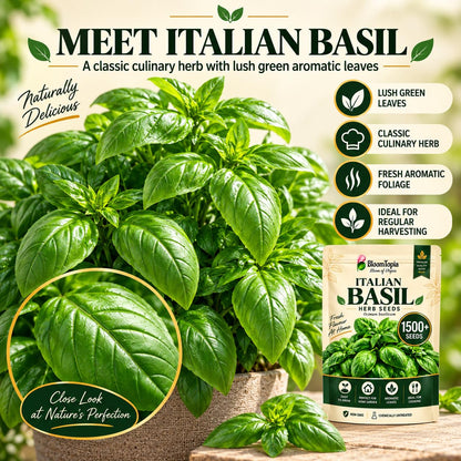 Basil leaves with illustrated variety and culinary-use callouts.