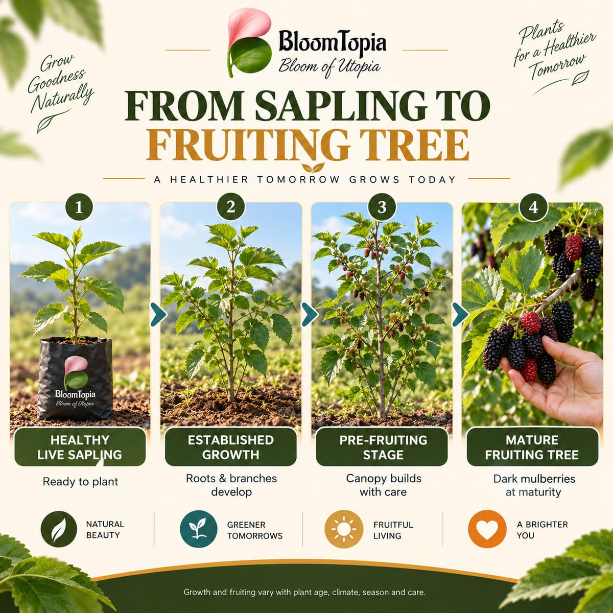 Illustrated growth stages for Black Mulberry Shahtoot, from young plant to mature growth.