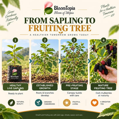 Illustrated growth stages for Black Mulberry Shahtoot, from young plant to mature growth.