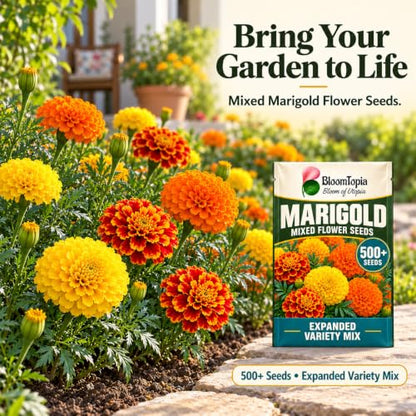 Illustration of marigolds growing in garden beds and pots.