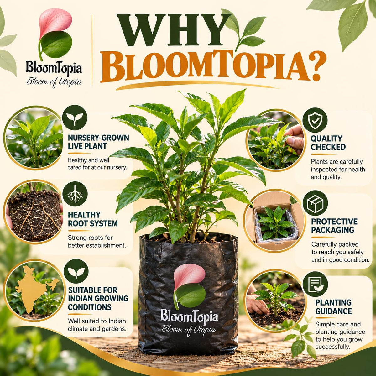 BloomTopia plant-handling and brand-information panel featuring Tagar Crape Jasmine.