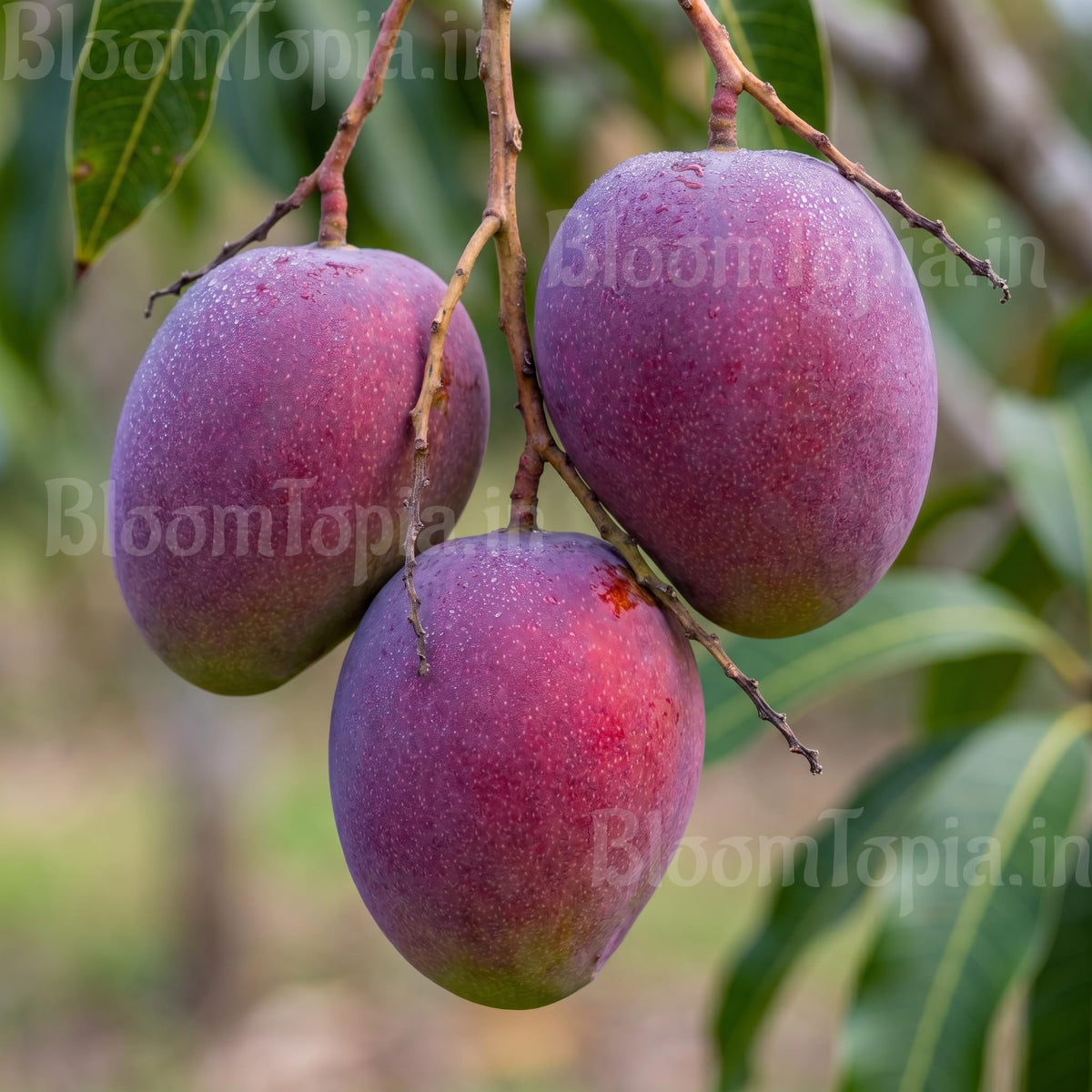 Dark-coloured mango fruits hanging from a branch.